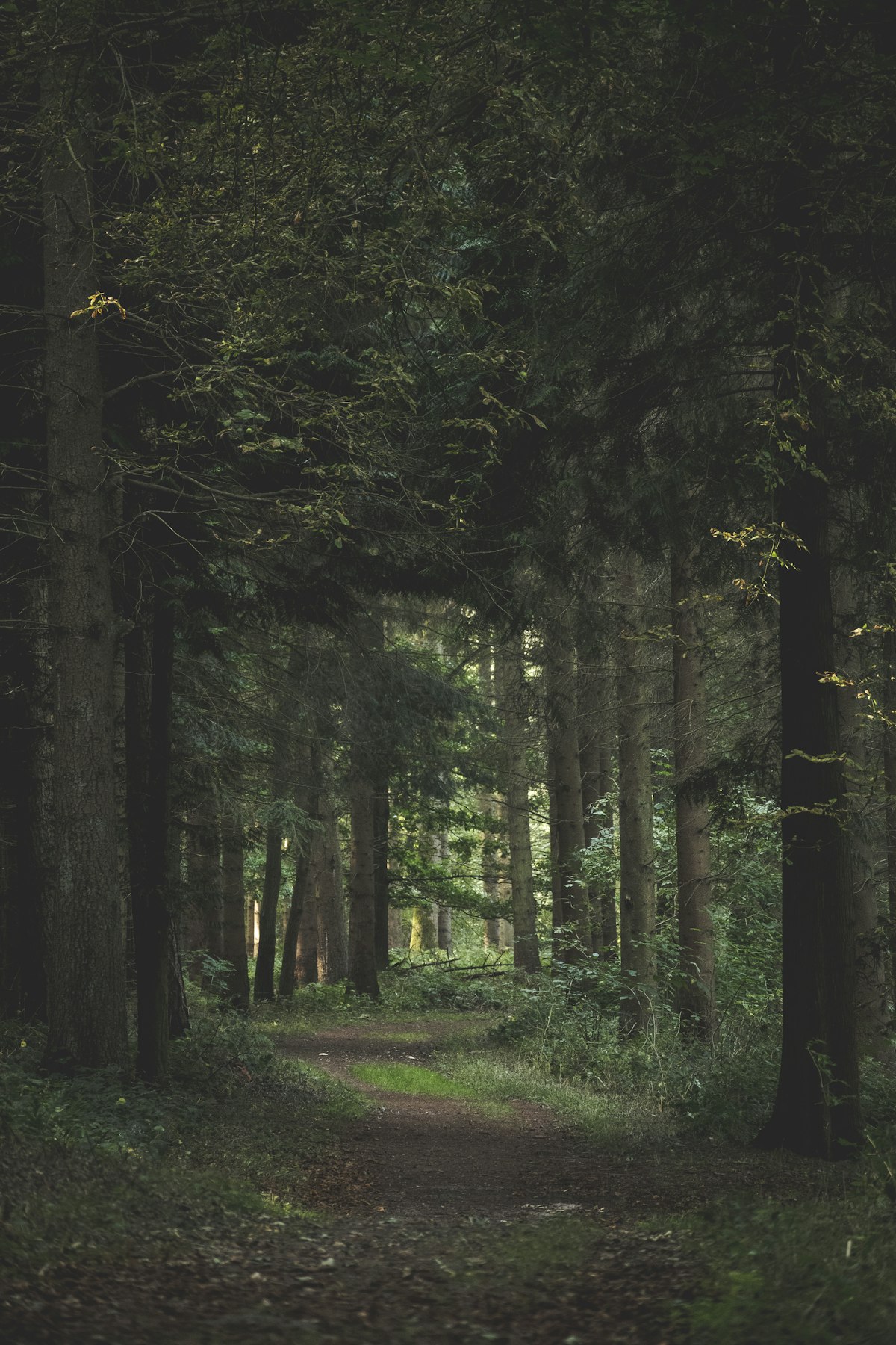 Child hesitating on a forest path