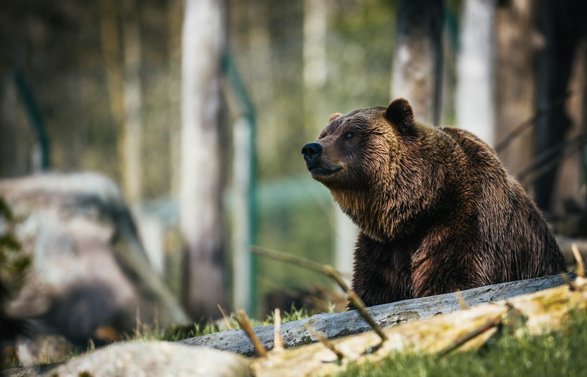 Bear in a forest clearing
